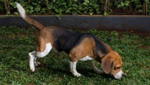 201705131035457660_New-Study-Human-sense-of-smell-rivals-that-of-dogs_SECVPF