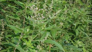 201706140830168527_Cold-cough-headache-and-sinus-control-nochi-leaves_SECVPF