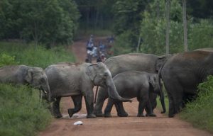 APTOPIX Thailand Bees vs Elephants