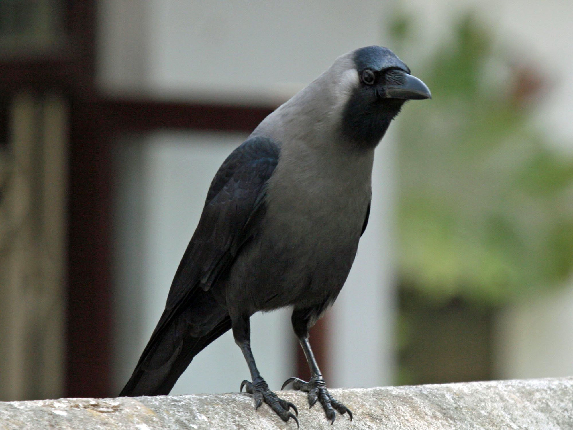 House_Crow_RWD2