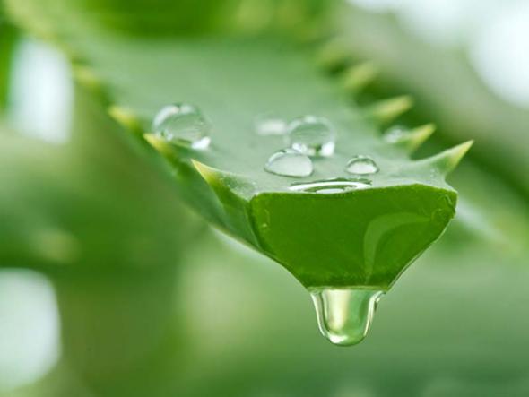 aloe-vera-acne