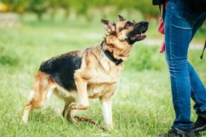 Background - 2022-06-05T163449.319