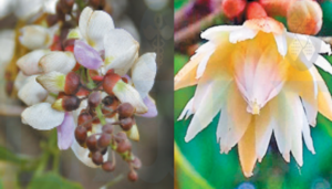 Background - 2024-12-29T193351.031